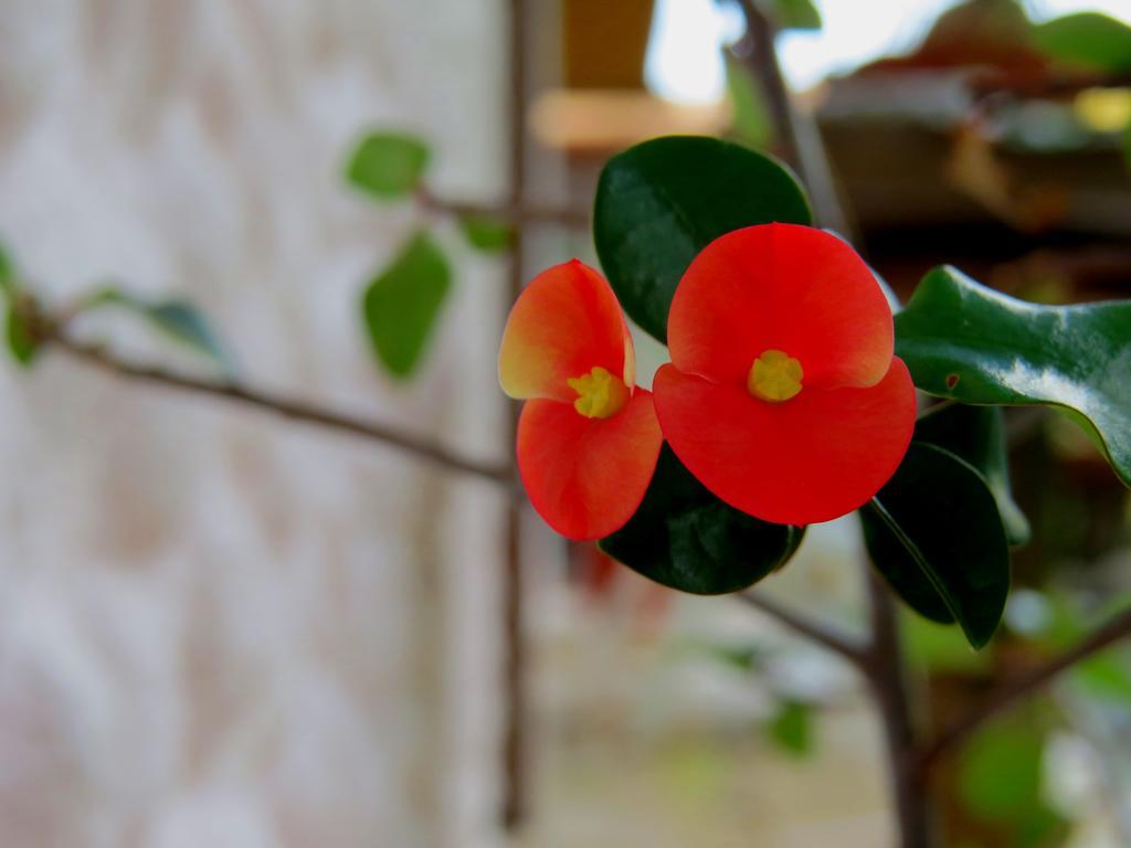 Hotel Vagabondo La Fortuna ภายนอก รูปภาพ