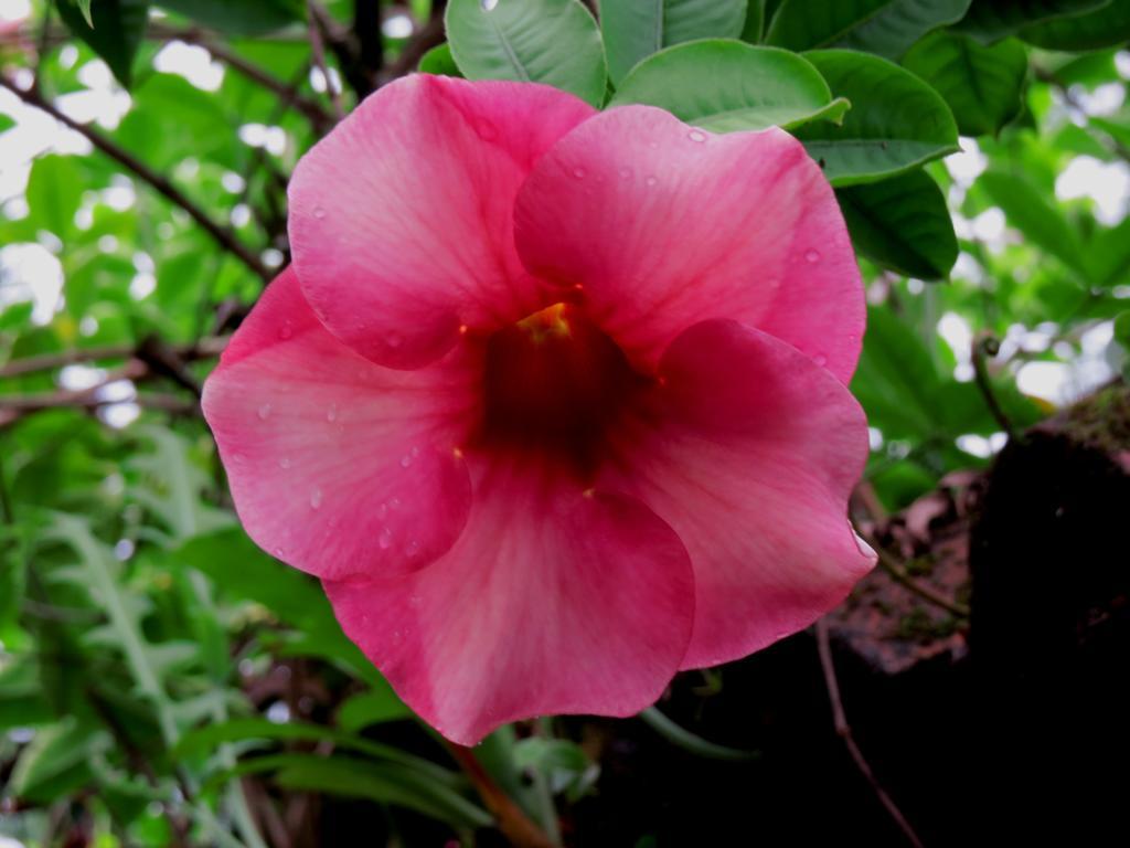 Hotel Vagabondo La Fortuna ภายนอก รูปภาพ