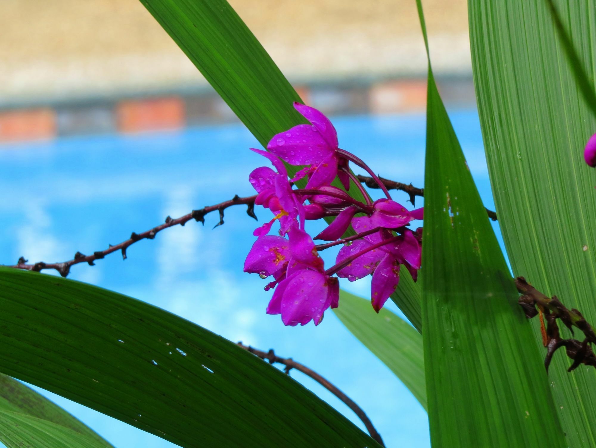 Hotel Vagabondo La Fortuna ภายนอก รูปภาพ
